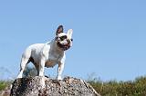 BOULEDOGUE FRANCAIS 276
